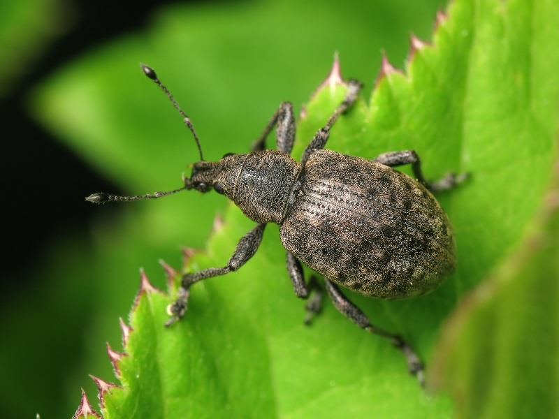 Liophloeus tessulatus (Müller, 1776)